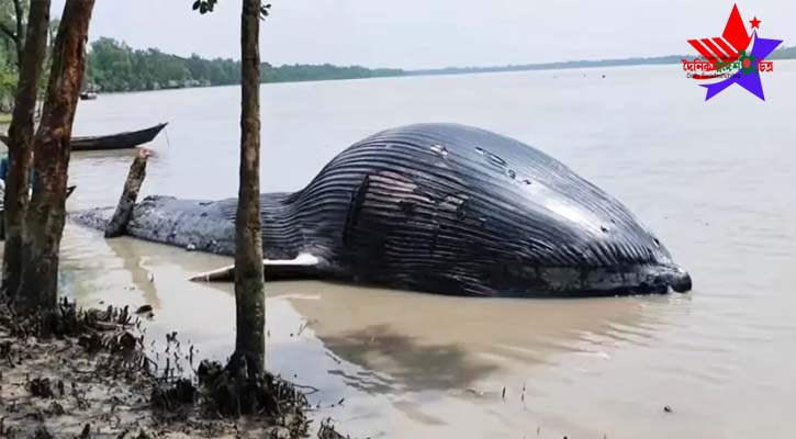 বরগুনায় ভেসে এলো বিশাল মৃত তিমি, দেখতে জনতার ঢল