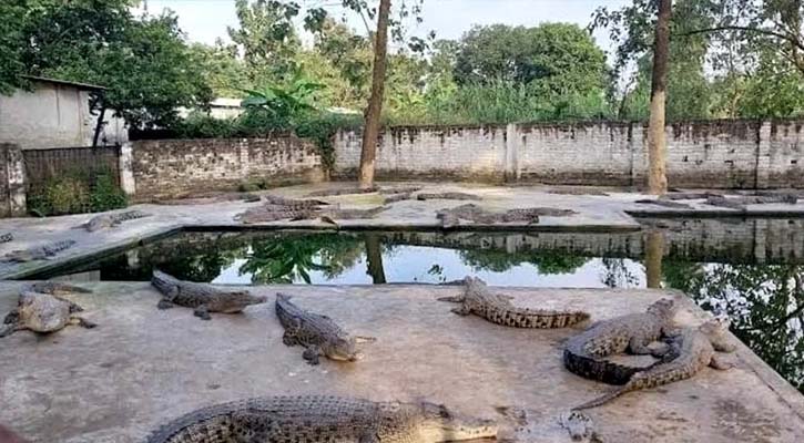 রপ্তানির সম্ভাবনায় ঘুরে দাঁড়িয়েছে ভালুকার কুমির খামার