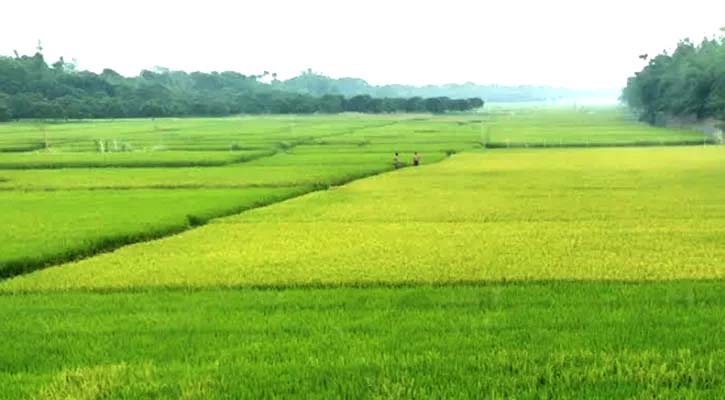 তিন নদীর বুক জুলে সোনালী ফসলের সমারোহ, নদীর অস্তিত্ব নেই