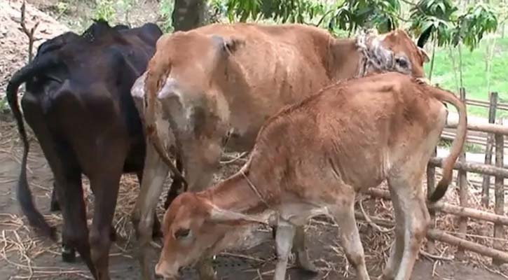 কোরবানির আগেই ছড়াচ্ছে গরুর লাম্পি ভাইরাস, মিলছে না সরকারি ওষুধ