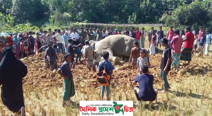 উখিয়ায় বৈদ্যুতিক শকে বন্য হাতির মৃত্যু