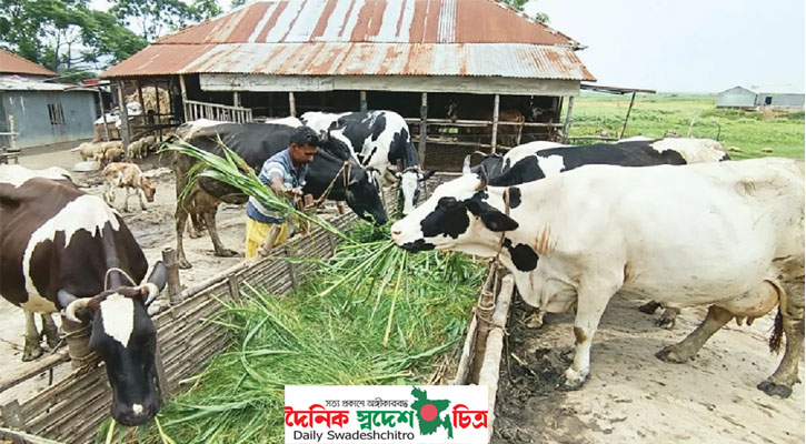 বেড়ার চরে দাদনের ফাঁদে গো-খামারিরা