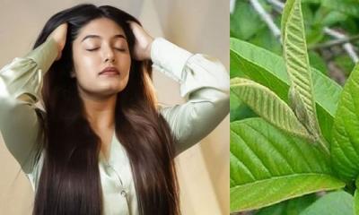 পেয়ারা পাতার গুণে মাথায় গজাবে ঝাঁকে ঝাঁকে চুল
