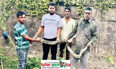 জনমনে আতঙ্ক শ্রীমঙ্গলে খাবারের সংকটে লোকালয়ে চলে আসছে অজগর