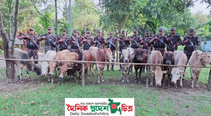সুনামগঞ্জ সীমান্তে ভারতীয় ১২ গরু জব্দ